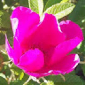 Meet your Posher, Tl